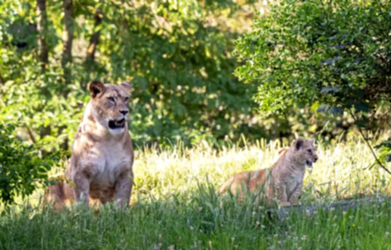 Naissance rare de deux lionnes de l'Atlas au parc zoologique de Paris