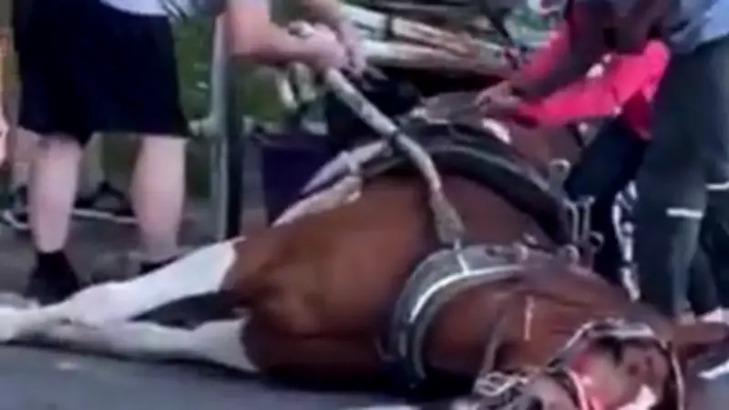 New York : un cheval de calèche s'effondre et meurt en pleine rue
