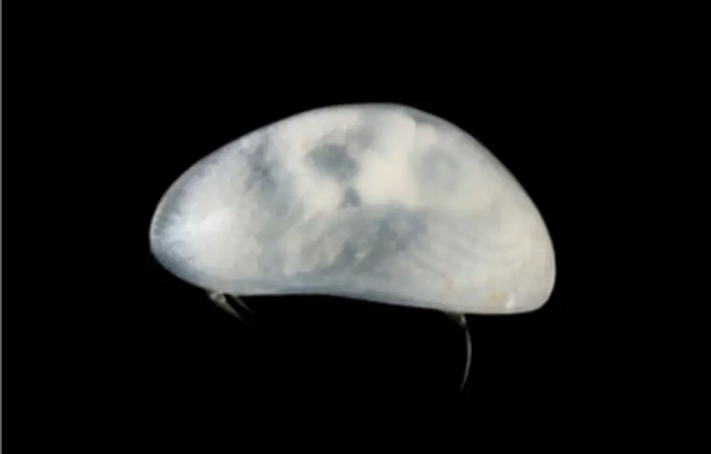 Nouvelle espèce de crustacé découverte en Haute Corrèze