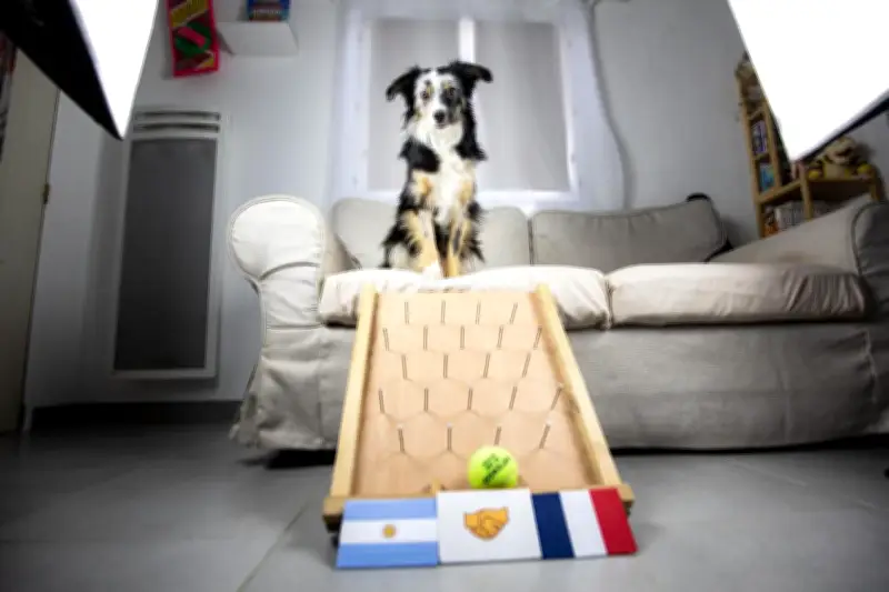 Nova, la chienne varoise star des réseaux grâce à ses pronostics sur la Coupe du monde