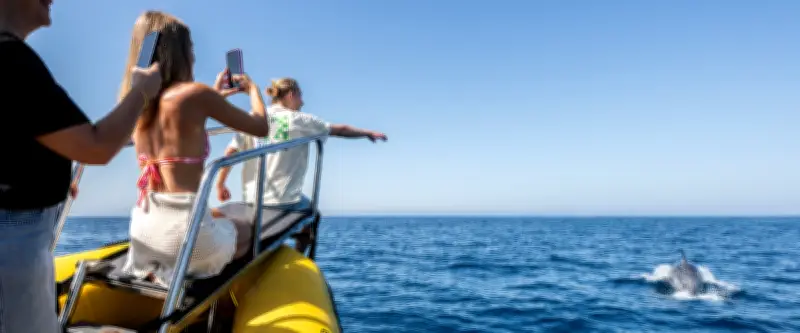 Observation des dauphins : une première à Carnon avec Natura Med