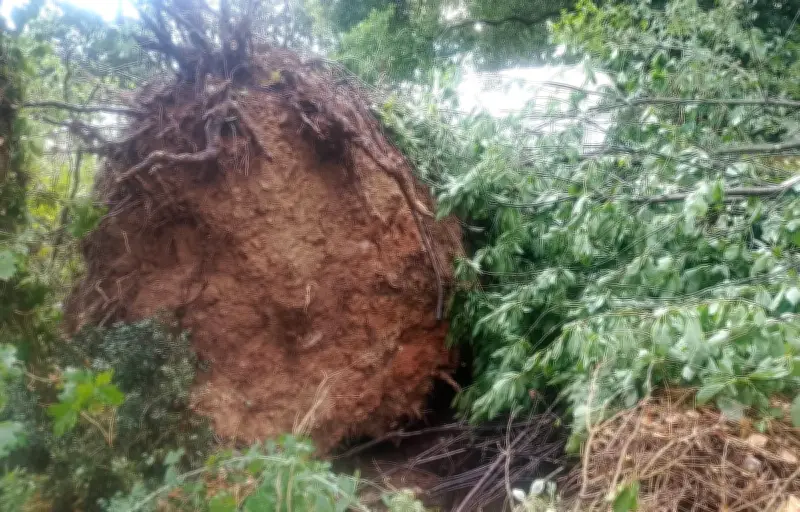Orages violents en Bretagne : un maraîcher bio dévasté à Pancé