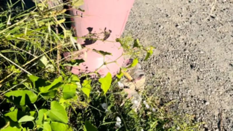 Peinture rose sur les bouches à incendie à Compeyre : une plainte déposée