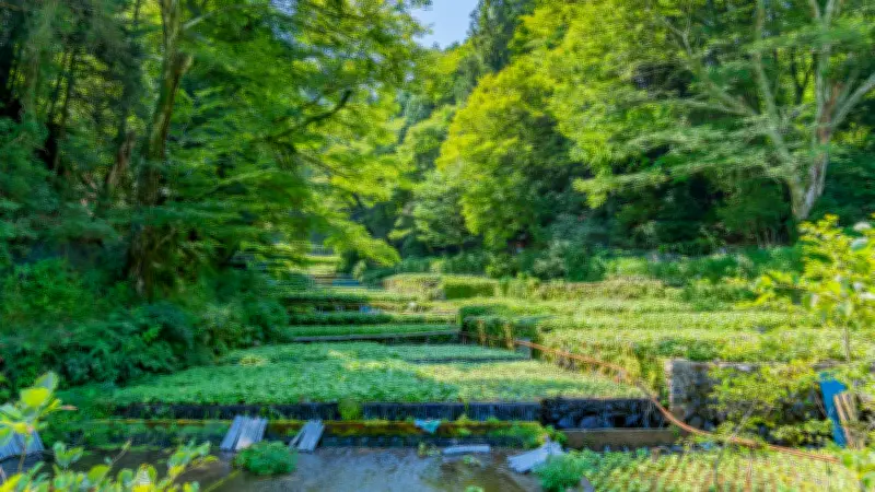 Phytoépuration par les roseaux : une alternative à la fosse septique
