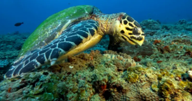 Pékin accuse des espions utilisant des tortues et poissons en mer