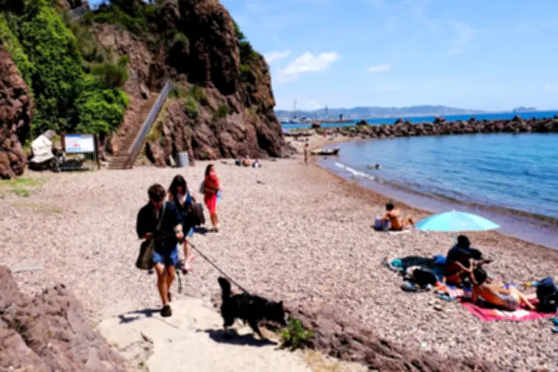 Plage des chiens à Mandelieu : premiers pas en liberté encadrée