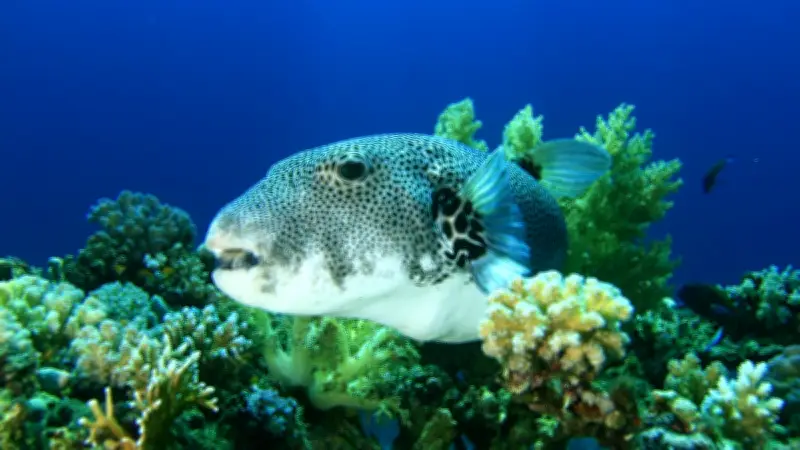 Poisson-globe en Méditerranée : la Croix-Rouge alerte après des morsures