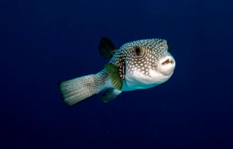 Poisson-globe à tête de lièvre : des morsures inquiètent en Grèce