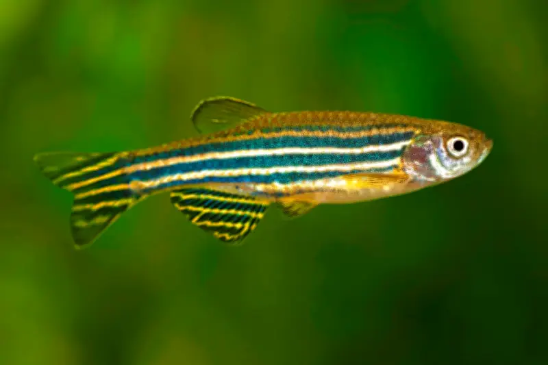 Poissons transgéniques pour détoxifier le mercure : une avancée