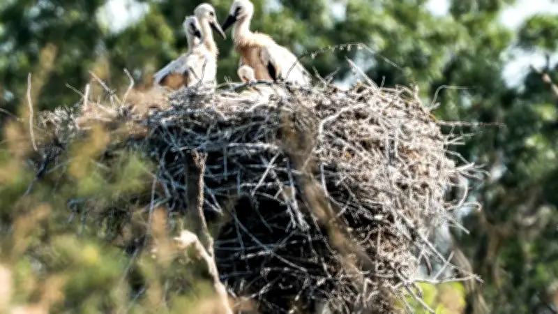 À Portiragnes, cigogneaux et gravelots prospèrent sous haute protection
