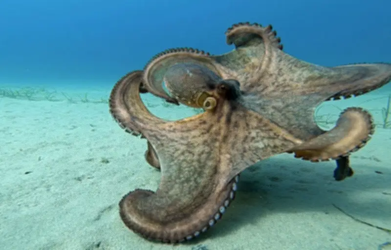 Poulpe en Méditerranée : population en chute libre, pêcheurs et scientifiques alertent