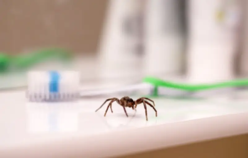 Pourquoi les araignées déclenchent-elles une peur instinctive ?