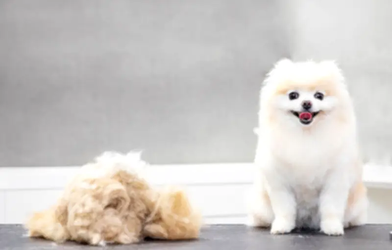 Pourquoi tondre son chien en été est une erreur pour les races à double pelage