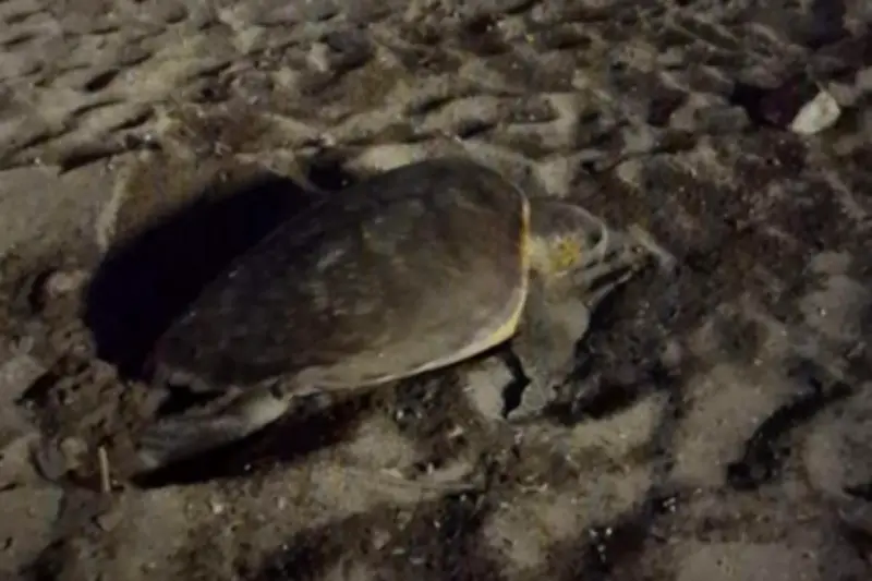 Première ponte de tortue caouanne de la saison dans le Var