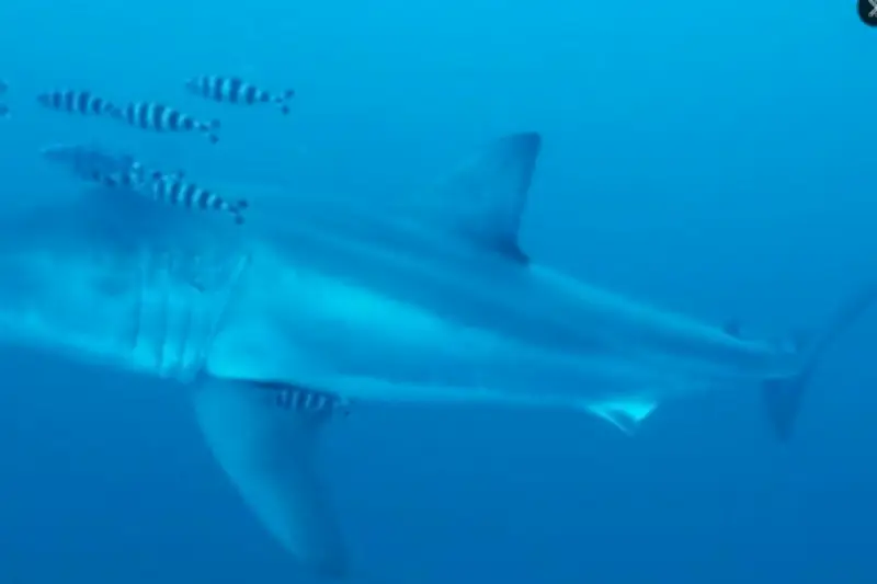 Première vidéo sous-marine d'un grand requin blanc en Méditerranée