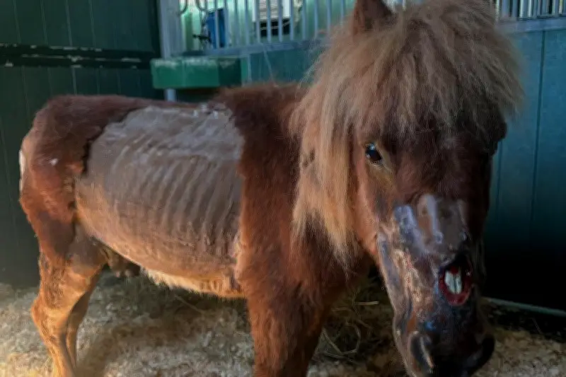 Prison avec sursis pour maltraitance animale au Sanctuaire de la dernière chance