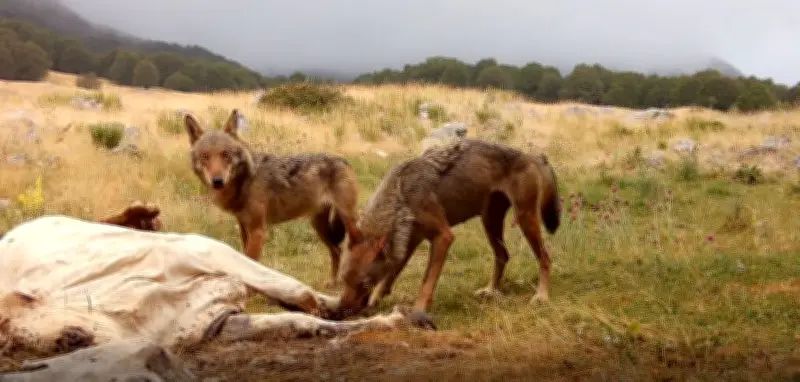 Projection d’un documentaire sur le loup entravée dans la Creuse