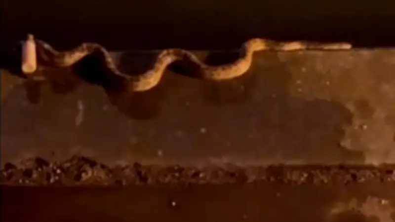 Python en liberté à Narbonne : le serpent exotique ne serait pas dangereux
