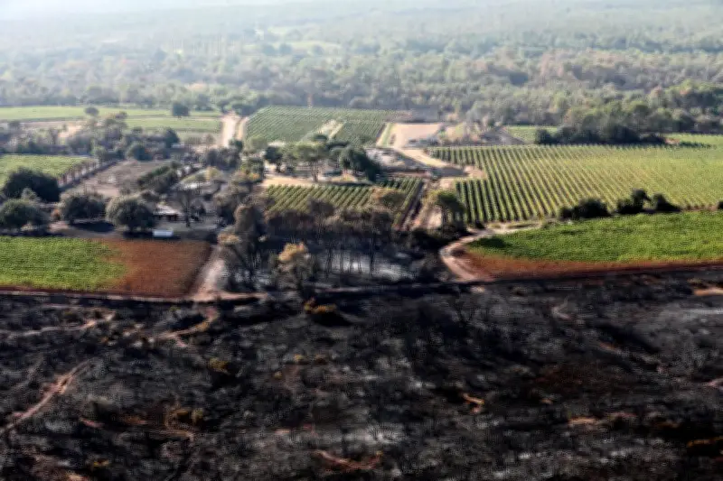Reboisement de 15 hectares au Luc après l'incendie de Gonfaron en 2021