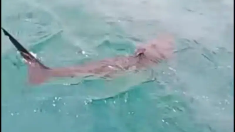 Requin filmé à l'entrée du port du Cap d'Agde : la vidéo qui fait réagir