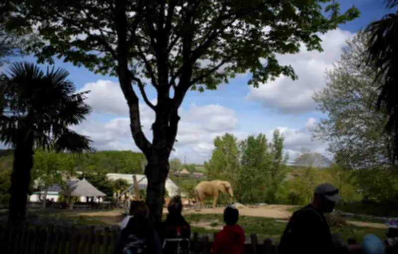 Retour surprise d'un tamarin-lion doré 11 ans après son vol à Beauval
