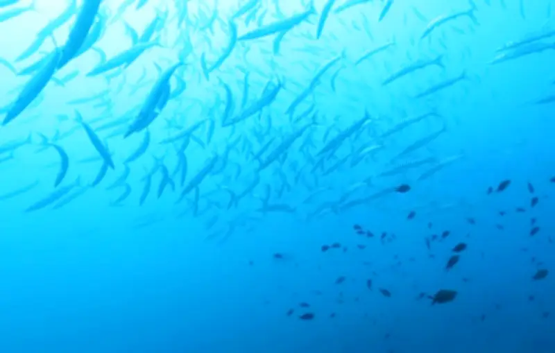 Réserve Cerbère-Banyuls : 50 ans de protection marine exemplaire