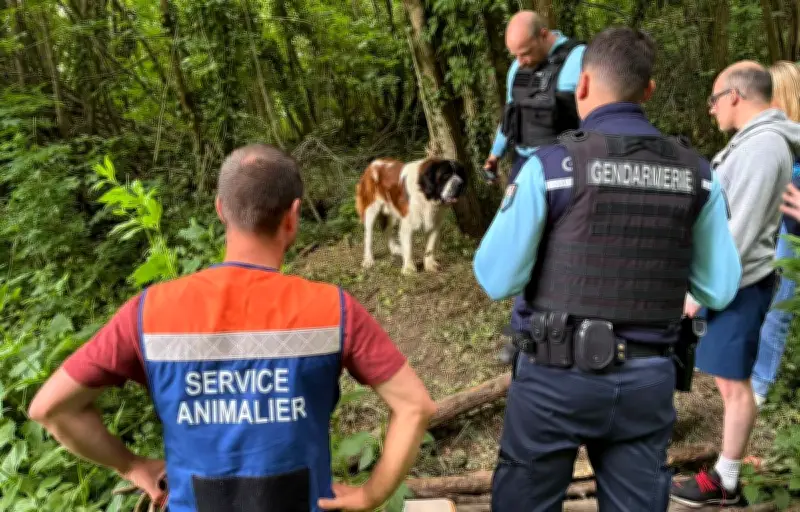 Saint-Bernard sauvé de la mort lente : propriétaire interpellé