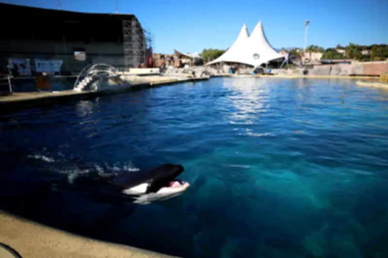 Sauvons les orques Wikie et Keijo : un appel pour leur transfert en sanctuaire
