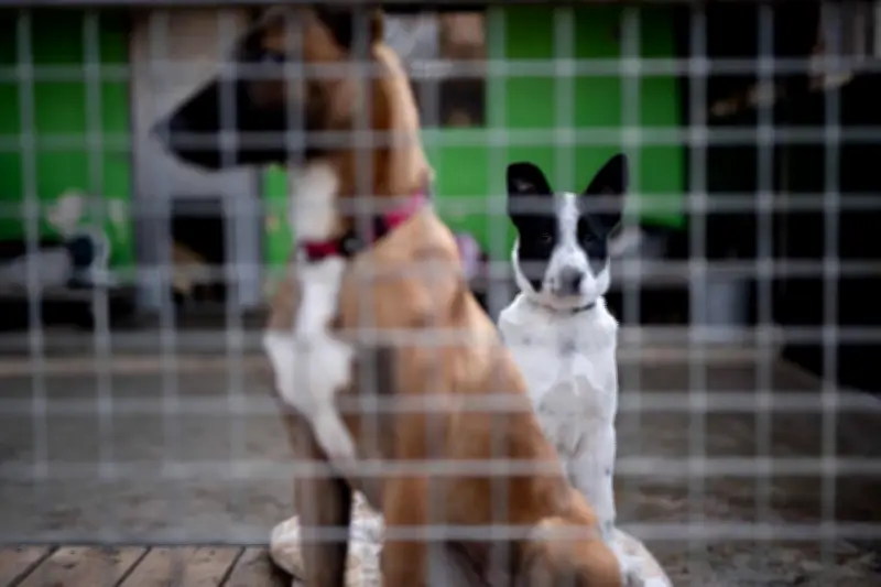 Sensibilisation contre l'abandon des animaux ce samedi à La Valette