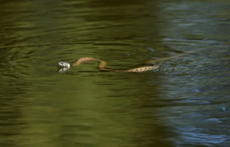 Serpent invasif à Ibiza : menace croissante sur le lézard endémique