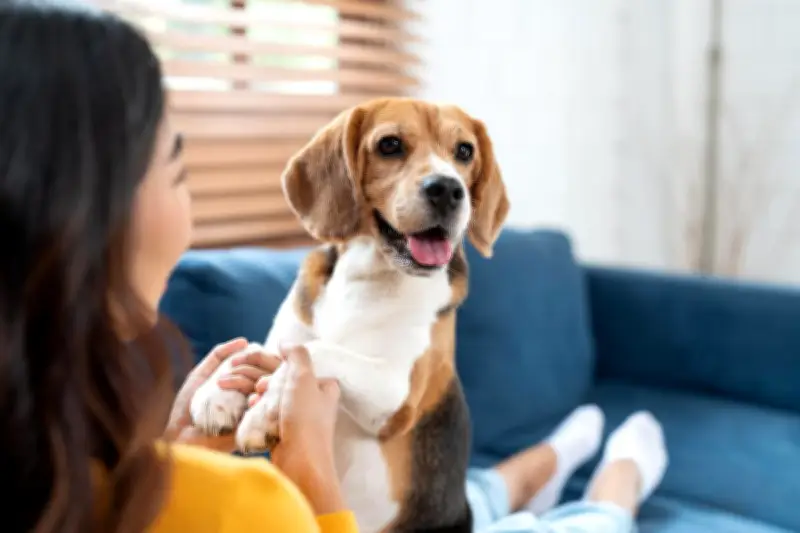 Stérilisation chien mâle : 5 idées reçues décryptées
