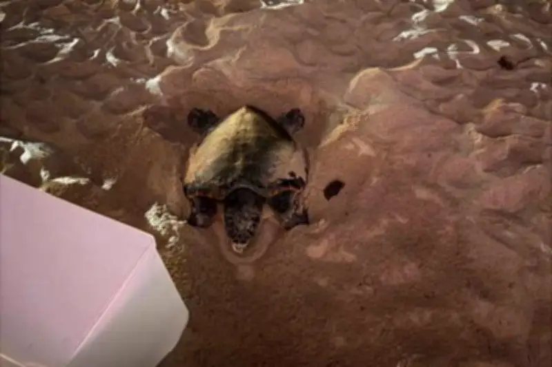 Tortue caouane à Cannes : tentative de ponte avortée sur la plage du Palais des Festivals