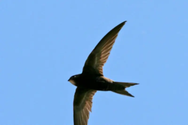 Toulon célèbre le martinet, oiseau qui vit en volant, pour la biodiversité