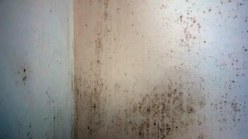 Toulouse : une sexagénaire vit un calvaire à cause de l'humidité dans son appartement