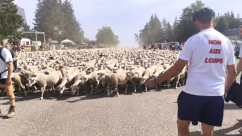 Transhumance : 2 370 brebis montent au mont Lozère pour l'été