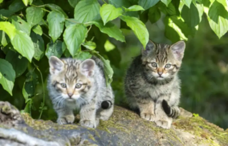 Un adolescent de 16 ans interpellé pour avoir torturé et tué deux chatons dans le Doubs