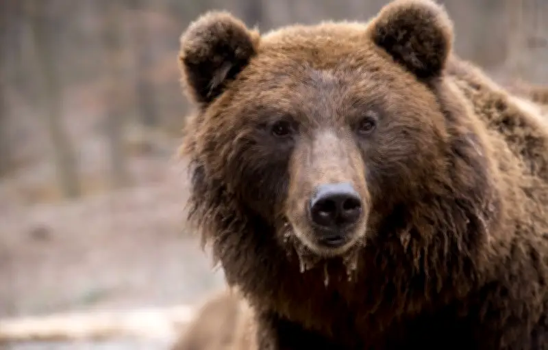 Un Bulgare blessé par un ours en Roumanie en voulant le nourrir