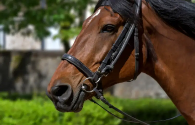 Un cheval de course sème la panique sur l'A62 en Haute-Garonne