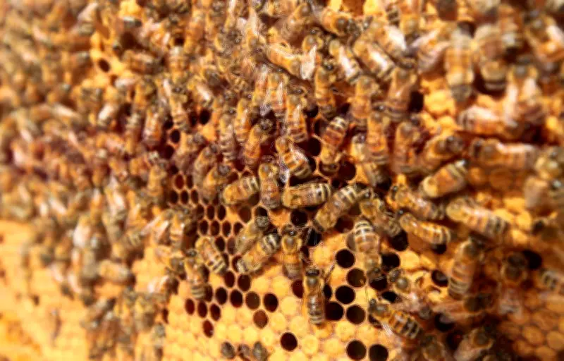 Un chien tué par des abeilles à Vinay, le propriétaire accuse le rucher voisin
