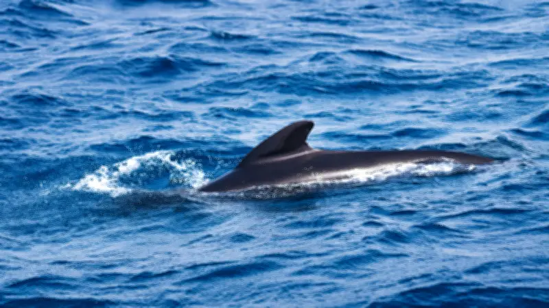 Un dauphin s'échoue mort sur une plage d'Antibes, une autopsie prévue