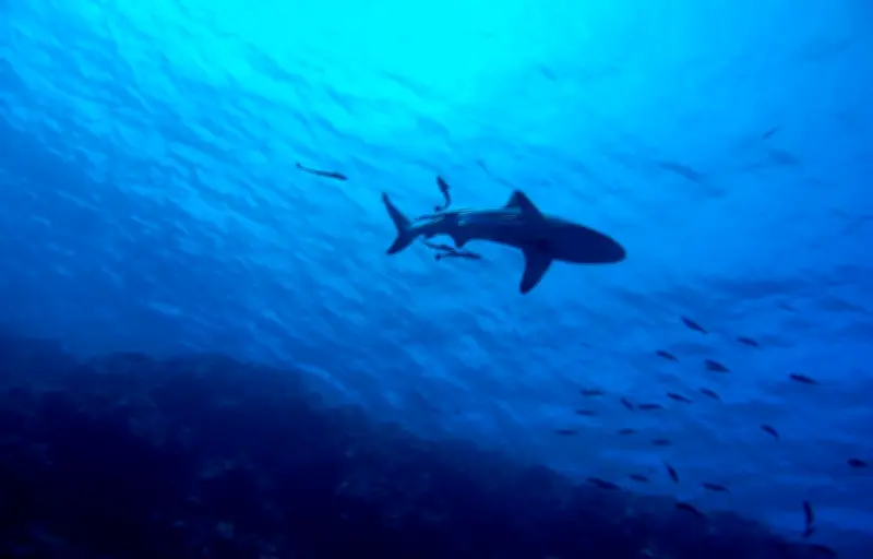 Un drone utilisé pour sauver un surfeur d'un requin en Californie