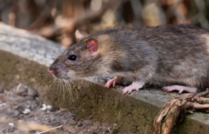 Un enfant de 6 ans mordu par un rat dans une école à Rouen