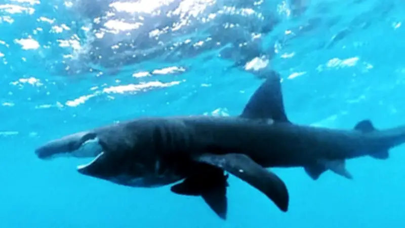 Un jeune requin-pèlerin observé près du port du Cap d'Agde