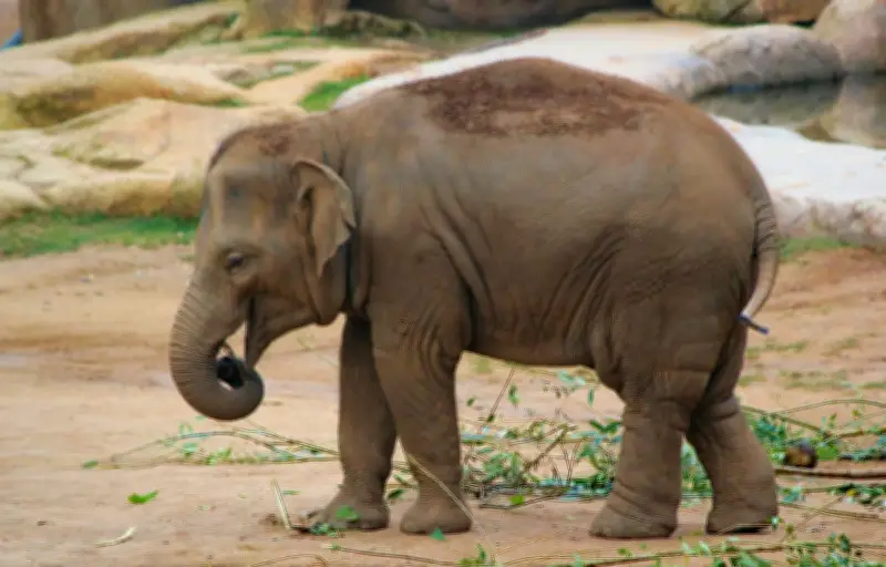 Un éléphanteau d'Asie joue au ballon dans un zoo britannique