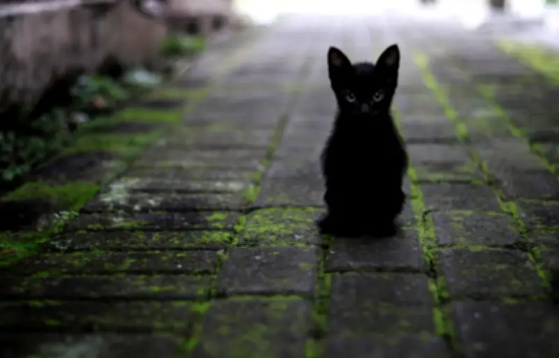 Un lycéen jugé pour avoir torturé des chatons et diffusé les vidéos sur Snapchat