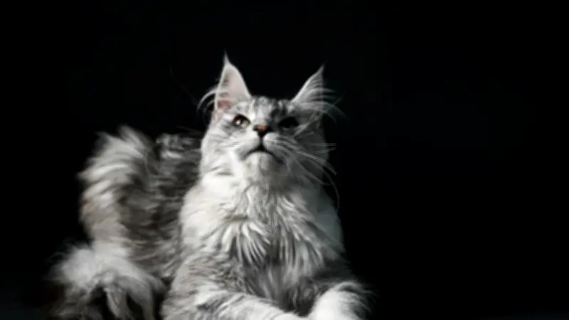 Un Maine coon fait fuir des cambrioleurs près d'Angers