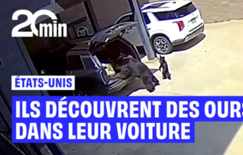 Un ourson dans le coffre, la mère dans l'habitacle : une famille américaine surprise