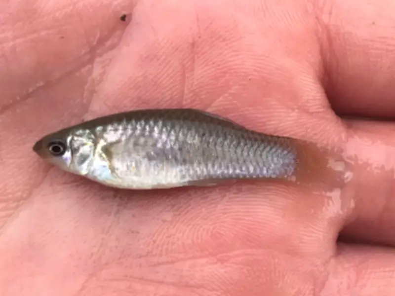 Un poisson survit sans mâles depuis 100 000 ans