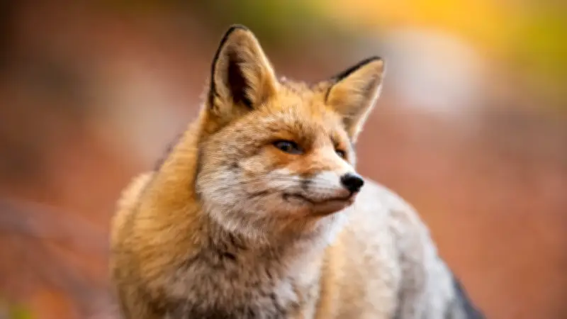 Un renard vole 17 paires de chaussures à Saint-Saturnin, les habitants amusés