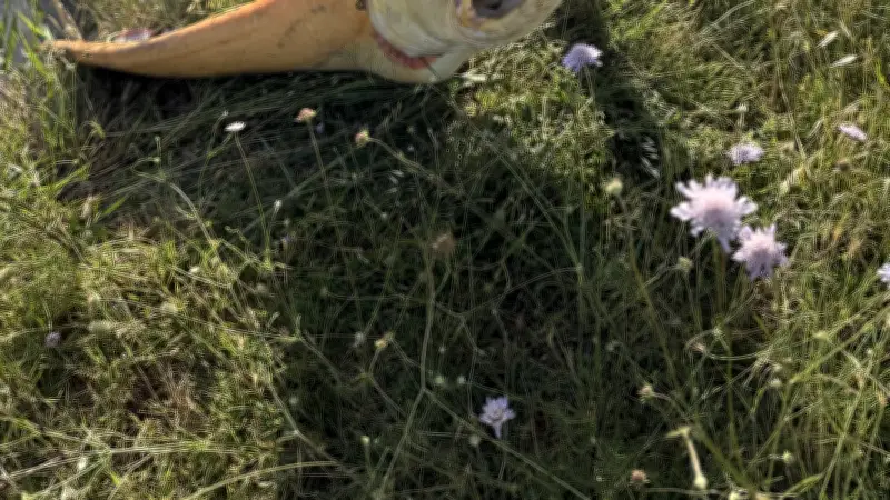Un silure albinos rare pêché par Benjamin Volle à Aigues-Mortes